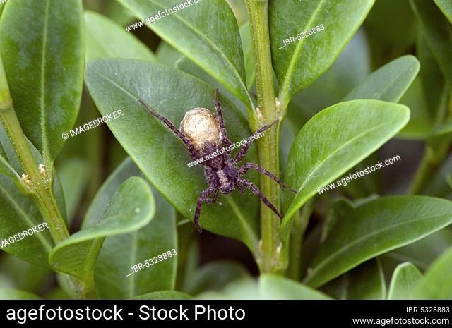 Wolf spider (Pardosa amentata) with egg cocoon, North Rhine-Westphalia, Germany, Europe