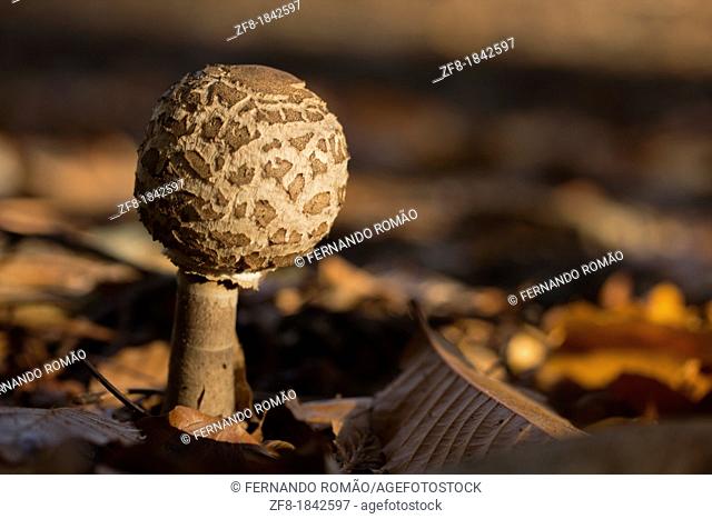 Mushroom at Lousã Mountain, Portugal