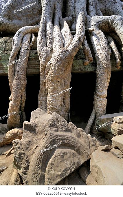 3800 years old roots