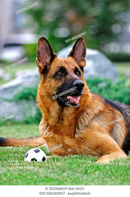 German shepherd and a small ball