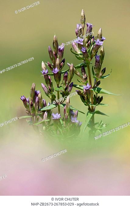 Autumn Gentian, Gentianella amerella flowering on The South Downs National Park
