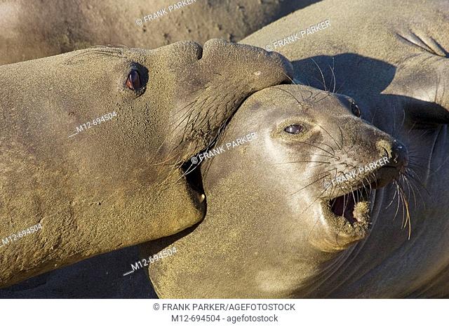 Elephant Seals mate on San Simeon Beach  California, USA