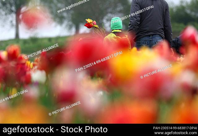 14 May 2023, Bavaria, Utting: A boy holds a Mother's Day bouquet on a field of tulips. Photo: Karl-Josef Hildenbrand/dpa. - Utting/Bavaria/Germany