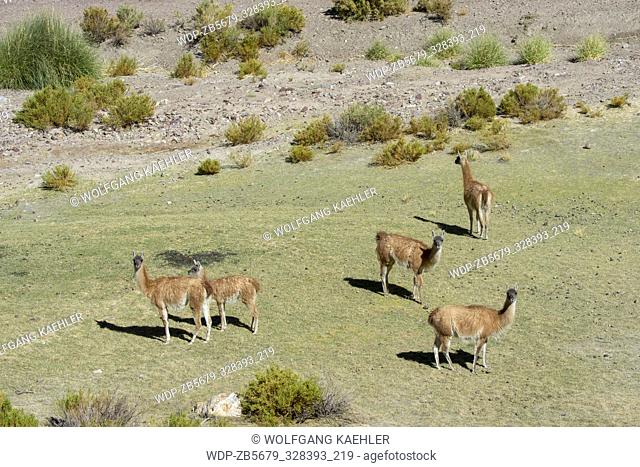 View of a valley along Highway 52 near the Lipan Pass in the Andes Mountains, province of Jujuy, Argentina with guanacos
