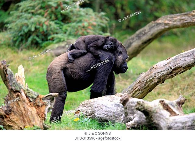 Lowland Gorilla, Gorilla gorilla, Africa, adult female with young on mother's back