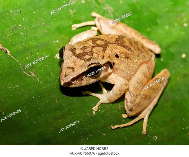 Rain Frog generic species name-unidentified, Amazon Rainforest, Ecuador