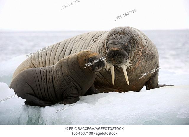 A female walrus and her calf resting on ice Odobenus rosmarus Foxe Basin, Nunavut, Canada