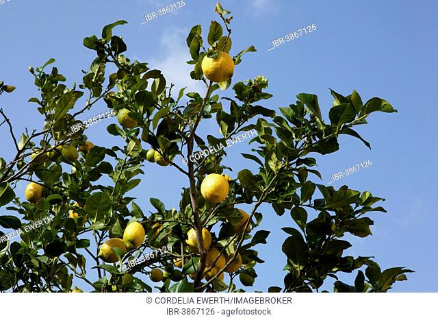 Lemon tree, Majorca, Balearic Islands, Spain