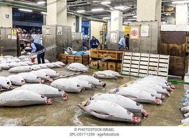 Japanese buyers inspect large frozen tuna fish on floor of warehouse in the Tsukiji fish market, largest in the world, Tokyo, Japan
