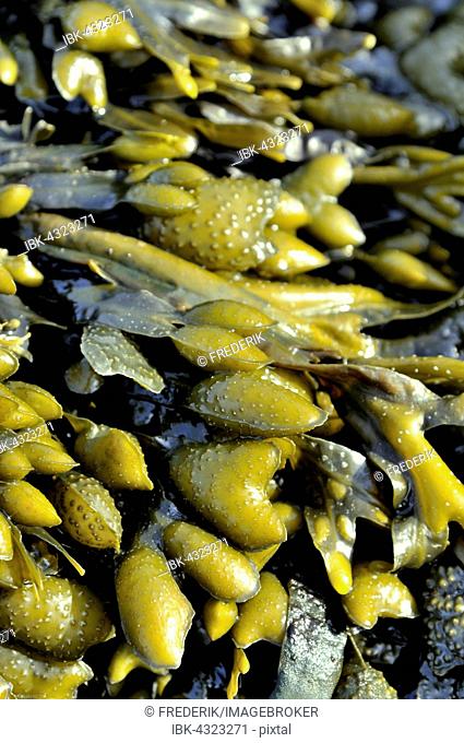 Rockweed, Knotted Kelp (Ascophyllum nodosum) on the coast of the North Sea at low tide, Lower Saxony, Germany
