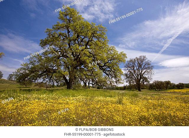 Valley Oak Quercus lobata habit, with Tidy-tips Layia sp and Goldfields Lasthenia sp , Shell Creek, near San Luis Obispo, California, U S A