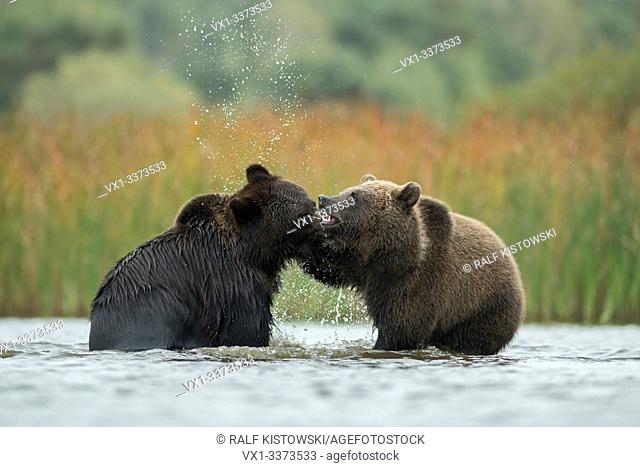 Eurasian Brown Bears / Braunbaeren ( Ursus arctos ) fighting, baring their teeth, fight, wrestle between two adolescents in the shallow water of a lake, Europe