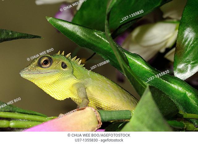 Chameleon on a vase of artificial flowers