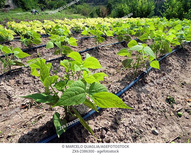 Vegetable garden of young green beans with drip irrigation hosepipes. Prat de Lluçanes countryside. Osona region. Barcelona province, Catalonia, Spain