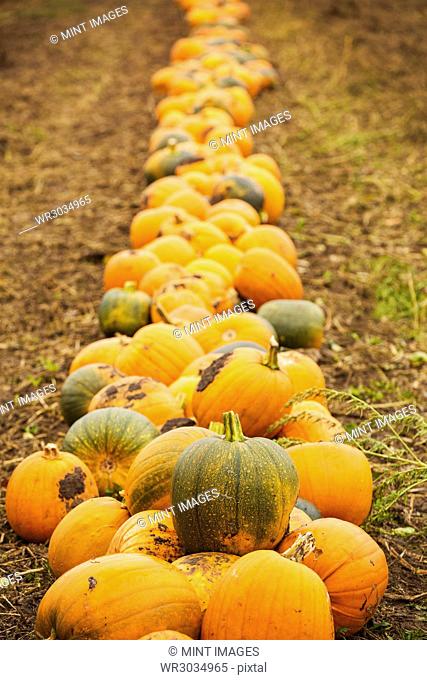 Rows of bright yellow, green and orange pumpkins harvested and left out to dry off in the fields in autumn