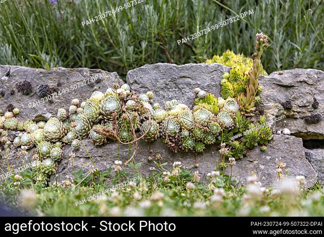 14 July 2023, Hesse, Bad Nauheim: Sempervivum growing in Andreas Homrighausen's garden. As climate change progresses, drought- and heat-resistant plants are...