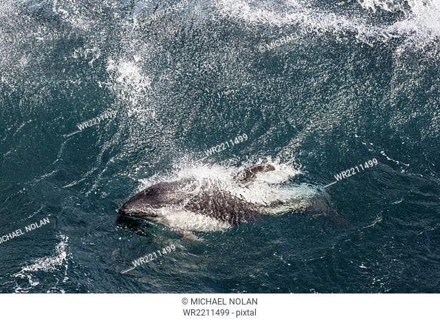 Adult Peale's dolphin (Lagenorhynchus australis) in heavy seas near the New Island Nature Reserve, Falkland Islands, South America