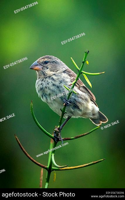 Vegetarian finch on branch with green background