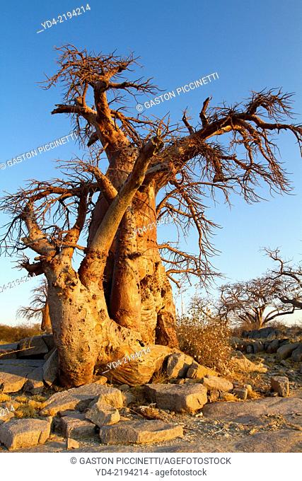 Baobab (Adansnia digitata), Kubu isalnd, in the south west of Sowa Pan, Makgadikgadi pans, Botswana, Africa