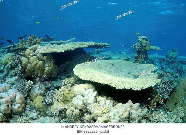 Coral reef in Ras Muhammad National Park, Sinai Peninsula, Sharm el-Sheikh, Red Sea, Egypt
