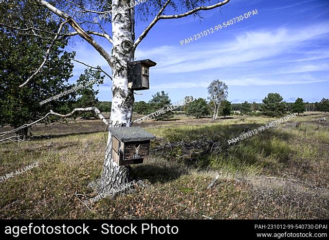 12 October 2023, Brandenburg, Lychen: Nesting boxes for hoopoes are attached to trees in the Tangersdorf Heath. The Heinz Sielmann Foundation is currently...
