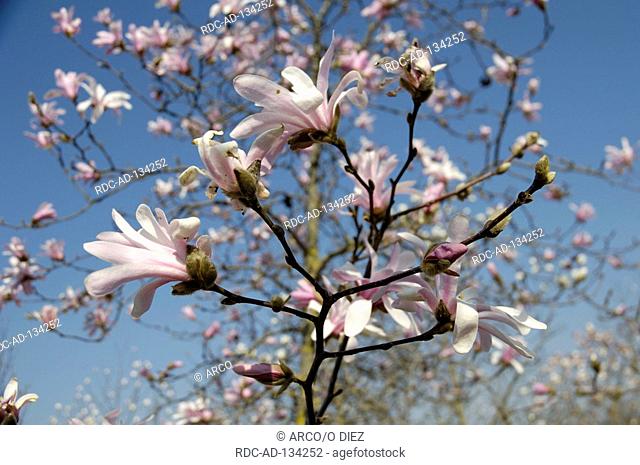 Magnolia  'Leonad Messel' Magnolia loebneri