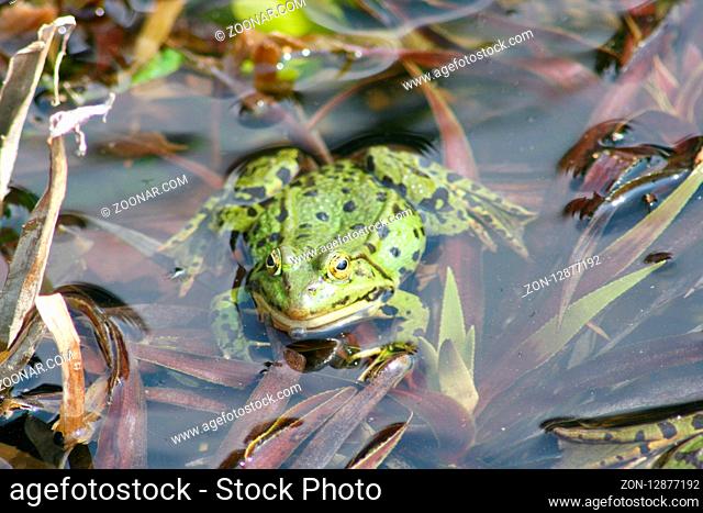 Detail view of a large green water frog