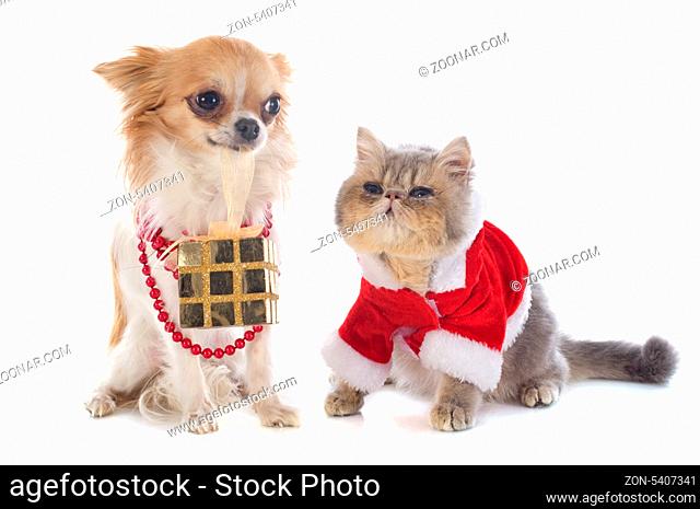 dressed kitten exotic shorthair catand chihuahua in front of white background