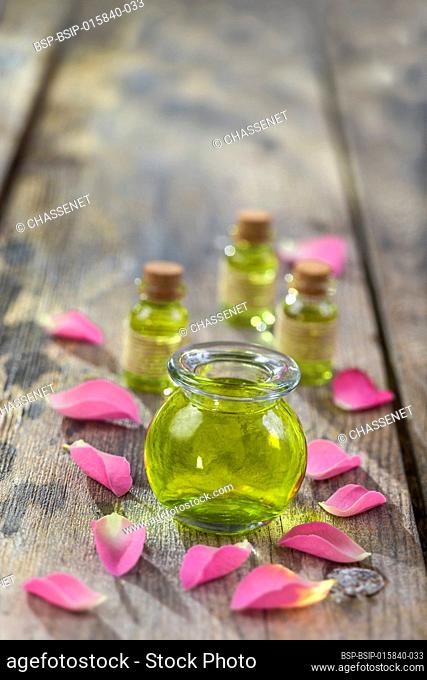 Rose flower petals with aromatherapy essential oil glass bottle isolated on wooden, background, copy-space