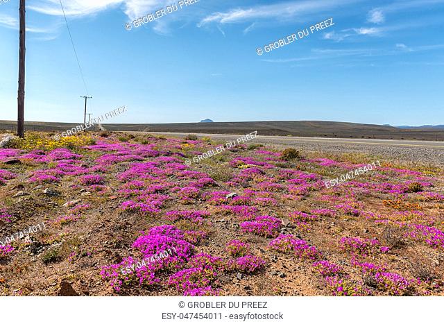Landscape with wild flowers next to road R27 between Nieuwoudtville and Calvinia in the Northern Cape Province