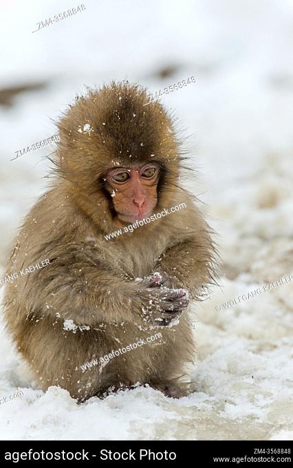 A Snow monkey (Japanese macaques) baby is playing in the snow at the hot springs at Jigokudani near Nagano on Honshu Island, Japan