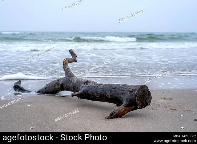 Driftwood on the west beach near Prerow