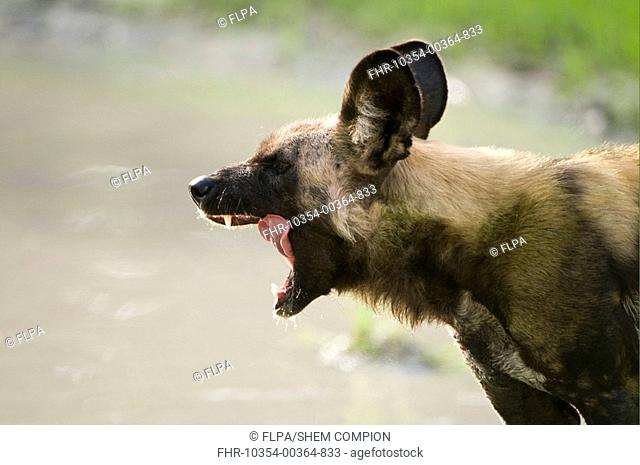 African Wild Dog Lycaon pictus adult, yawning, close-up of head, Kwando, Linyanti, Botswana
