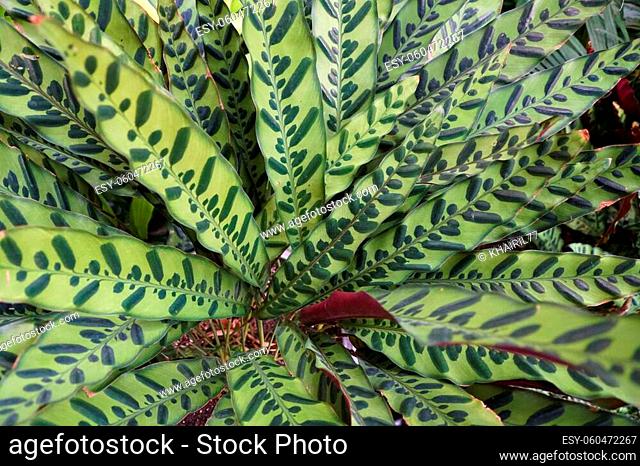 The beautiful foliage color of Calathea Rattlesnake plants