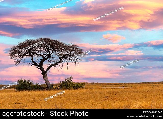 pink african sunset over acacia tree, nature wilderness scene, Africa safari