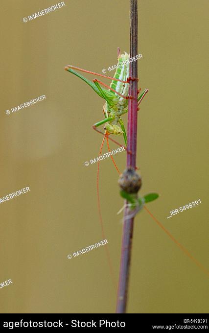 Striped Timor Grasshopper