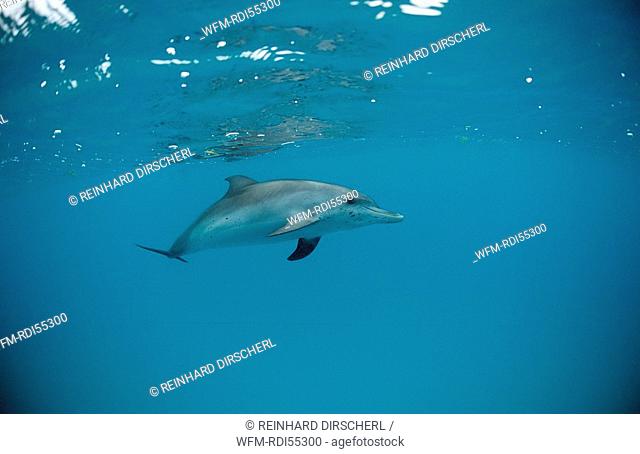 Atlantic spotted dolphin, Stenella frontalis, Atlantic Ocean, USA, FL, Florida