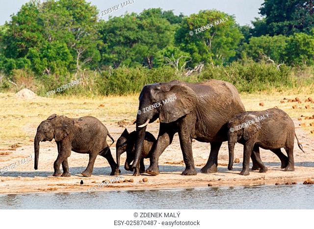 African elephants drinking at a muddy waterhole, Hwankee national Park, Botswana. True wildlife photography