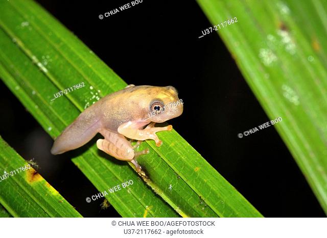 Dark-eared tree frog Polypedates macrotis tadpole. Image taken at Kubah National Park, Sarawak, Malaysia