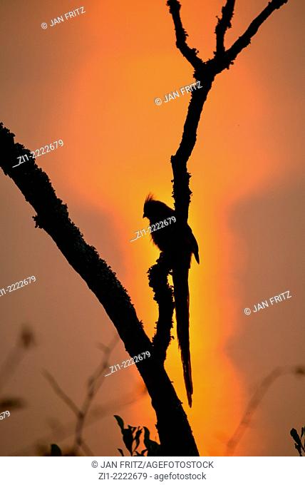 silhouette of bird at branch during sunset, Uganda