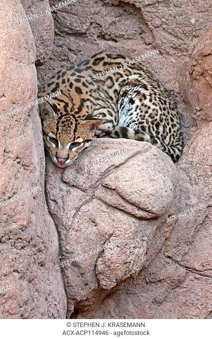 Ocelot (Leopardus pardalis), inside enclosure at Arizona Sonora Desert Museum, Tucson, AZ
