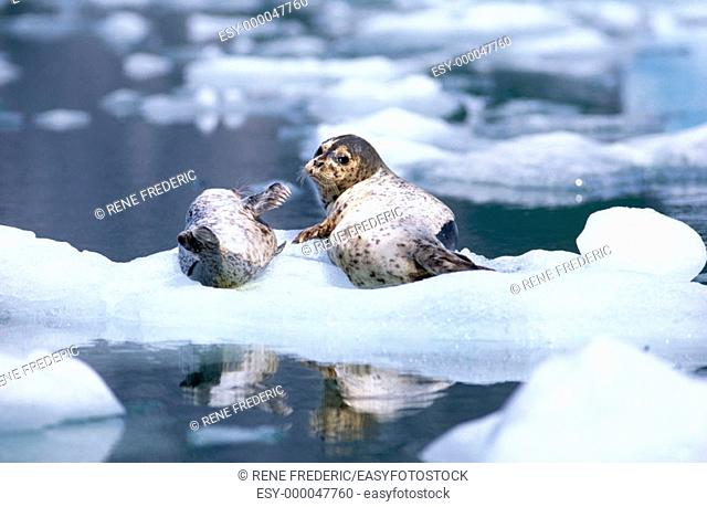 Harbor Seal (Phoca vitulina), pup on ice flow. Le Conte Glacier, Alaska, USA