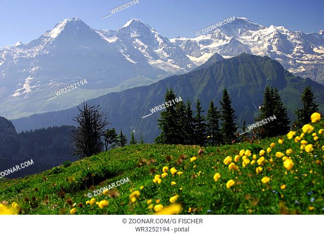 Bergpanorama der Schweizer Alpen mit den Gipfeln Eiger, Mönch und Jungfrau bei Grindelwald, Berner Oberland, Schweiz / Panorama view of the Swiss alps with...