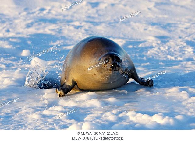 Harp Seal - Adult female emerging from a hole in the ice (Phoca groenlandica)