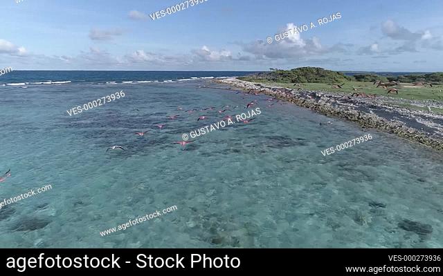 flying with flamingos aerial view--turquoise-waters-in-canquis-cay-in-the-Caribbean-sea-Los-roques-National-Park-Venezuela