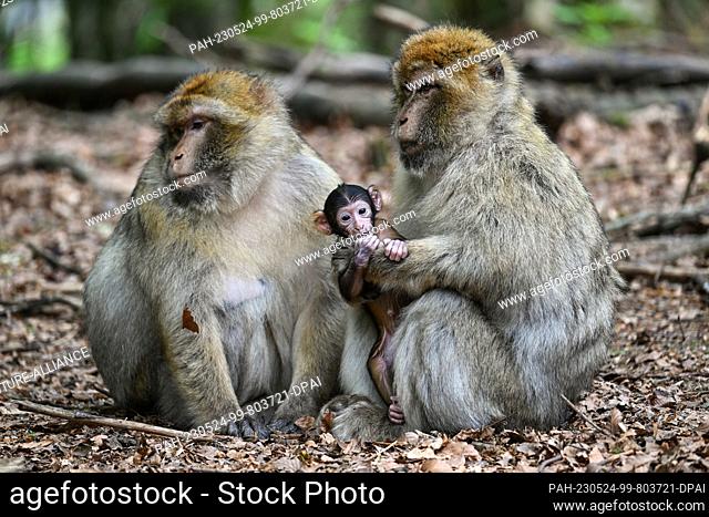 23 May 2023, Baden-Württemberg, Salem: A baby Barbary ape, just a few days old, is held next to its mother by another Barbary ape in Germany's largest ape...