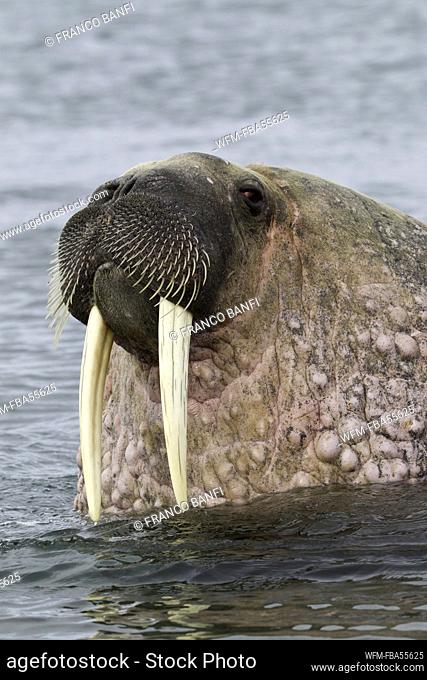 Atlantic Walrus, Odobenus rosmarus, Spitsbergen, Arctic Ocean, Norway