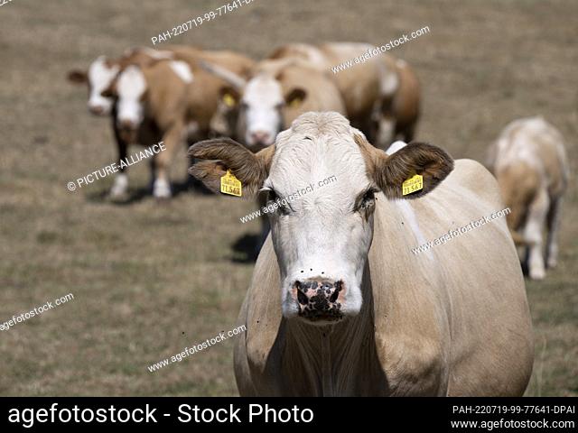 19 July 2022, Hessen, Wolferborn: Cows and calves stand in a parched pasture in central Hesse. In some places, temperatures are expected to rise up to 40...