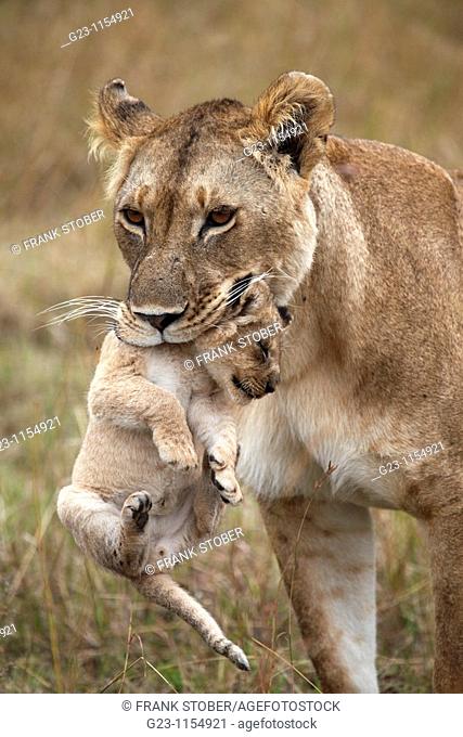 Lions, lat. panthera leo