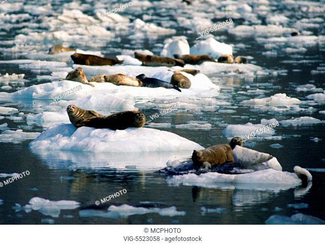 USA, ALASKA, HARBOR SEALS (Phoca vitulina) amidst ice floe of the JOHN HOPKINS INLET - GLACIER BAY NATIONAL PARK, ALASKA - Alaska, USA, 01/01/2016